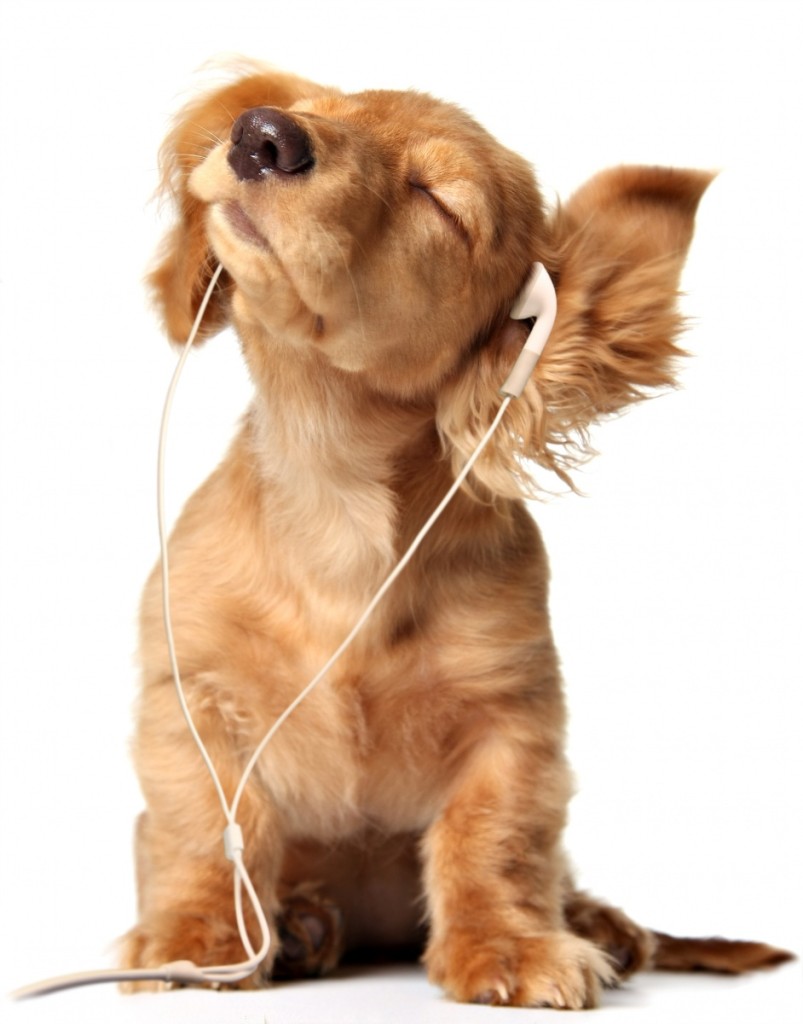 dog play music 803x1024 Собака   Dog