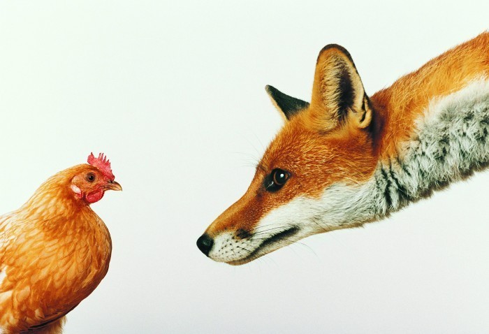 fox and chicken Лиса и курица   Fox and the Chicken