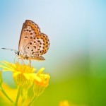 Бабочка на цветке - Butterfly on a flower