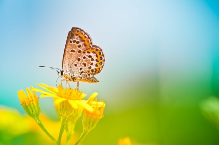 iStock 000015616297Large Бабочка на цветке   Butterfly on a flower