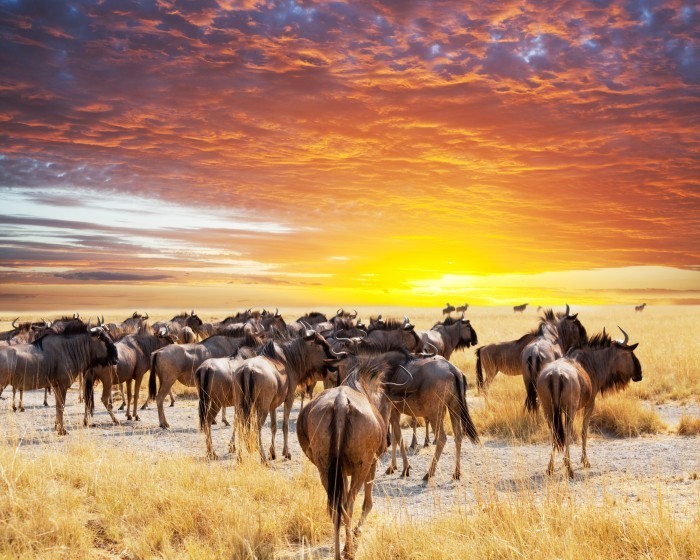 p 568 Стадо антилоп   Herd of antelope