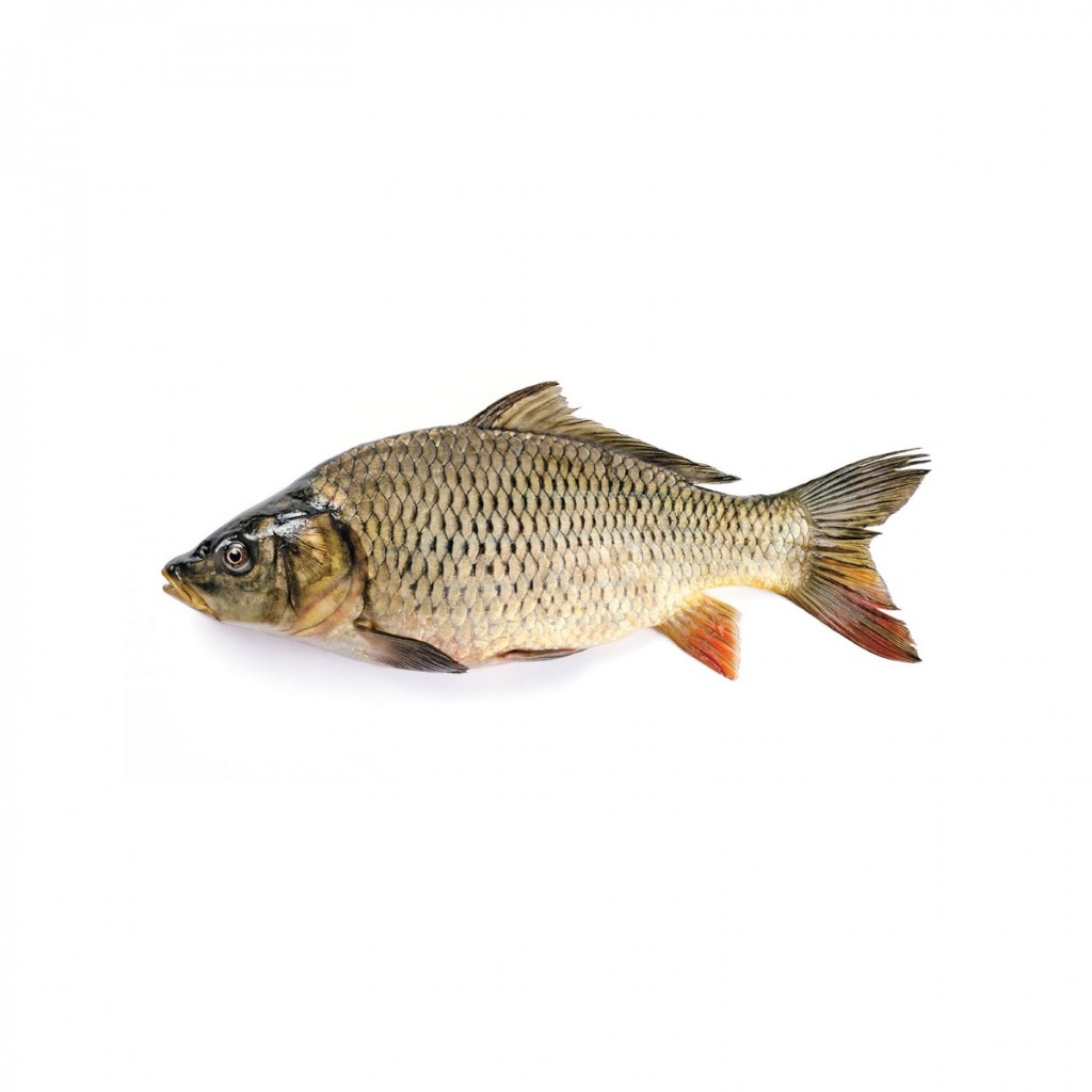 shutterstock 1001204841 1024x1024 Рыба   Fish