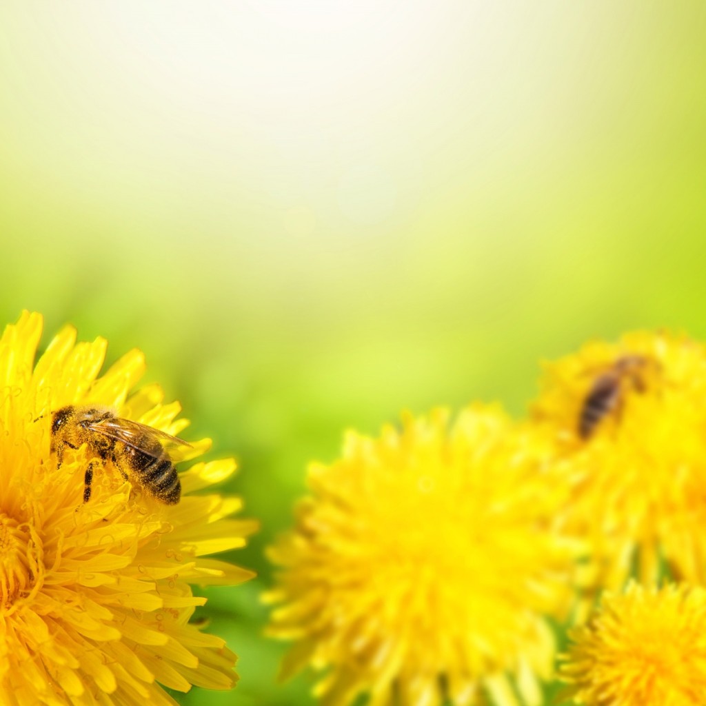 shutterstock 102118210 v21 1024x1024 Пчела на цветах   Bee on flowers