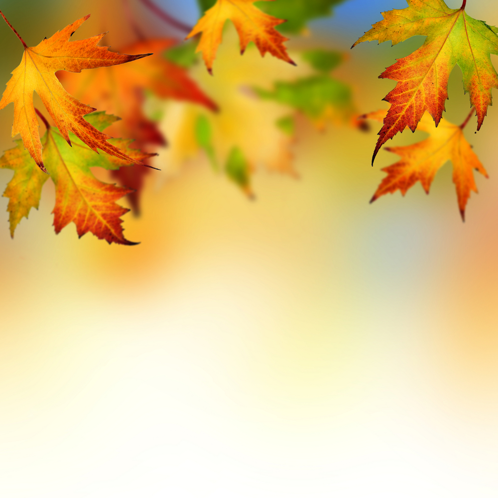 shutterstock 34923004 Осенние листья   Autumn leaves