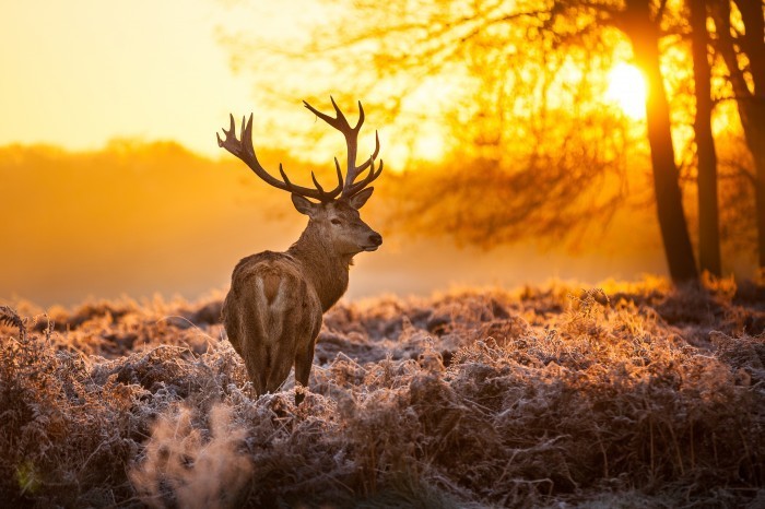 firestock deer 01082013 Олень   Deer