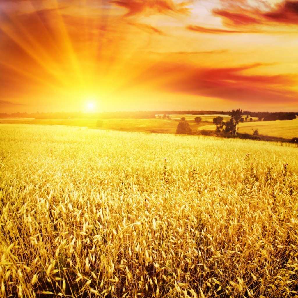 firestock wheat field 06082013 1024x1024 Пшеничное поле   Wheat field