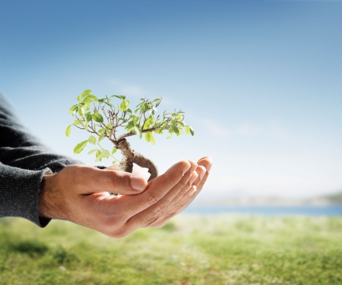 istock 000004633733medium Проросшее дерево в руках   Overgrown tree in hands.