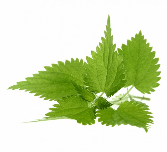 nettles Листья крапивы   Nettle