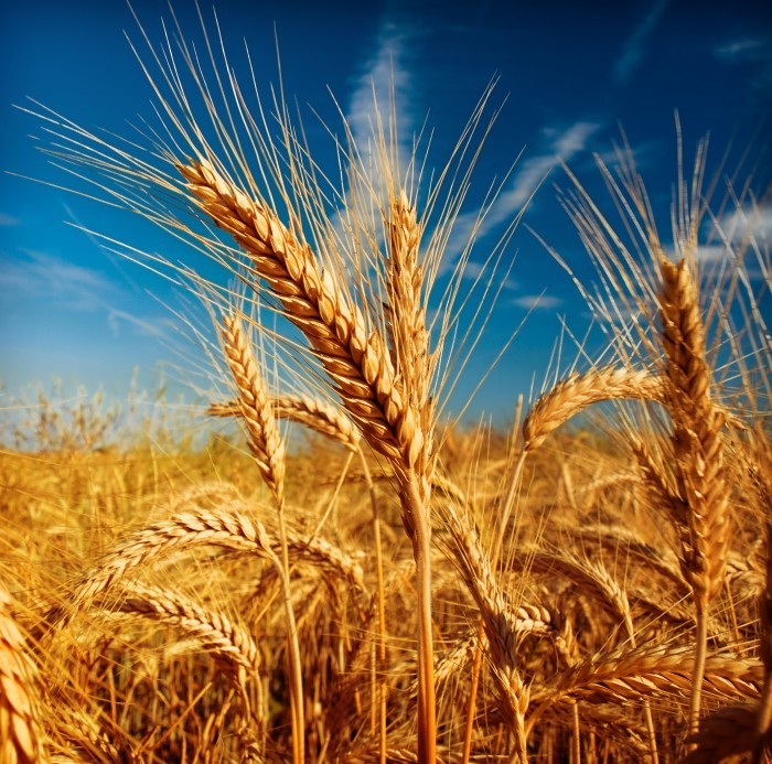 shutterstock 65943406 Пшеница   Wheat