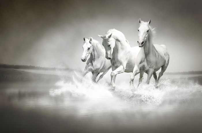 three white horses Белые лошади   White horses