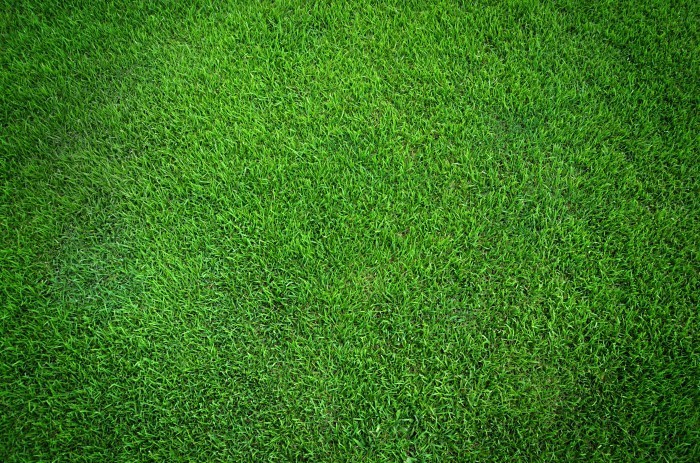 Fotolia 41649201 Subscription Monthly XXL Трава   Grass