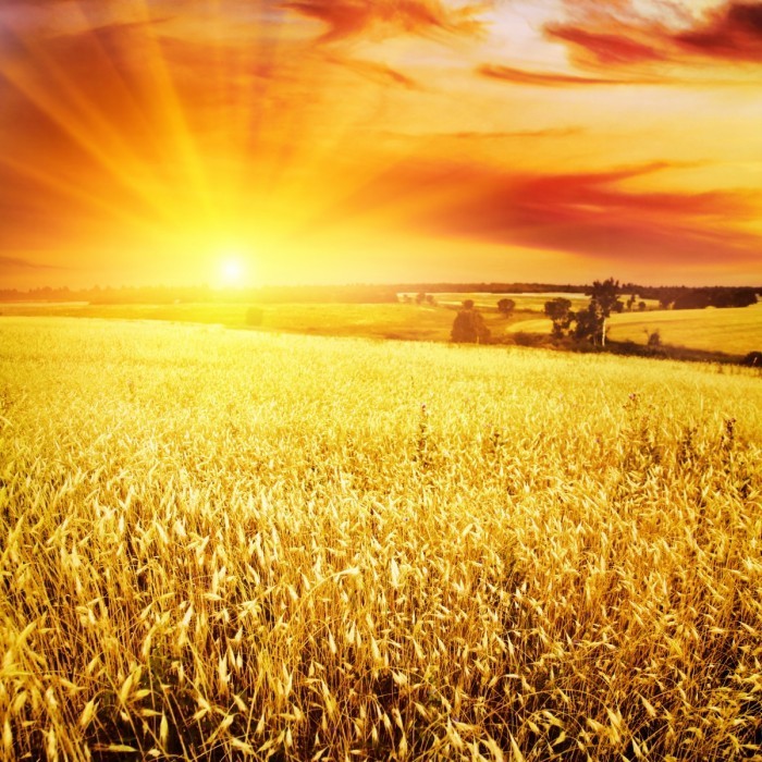 bigstock Wheat field at sunset 24968420 700x700 Пшеничное поле   Wheatfield