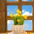 Нарциссы на окне - Daffodils on the window