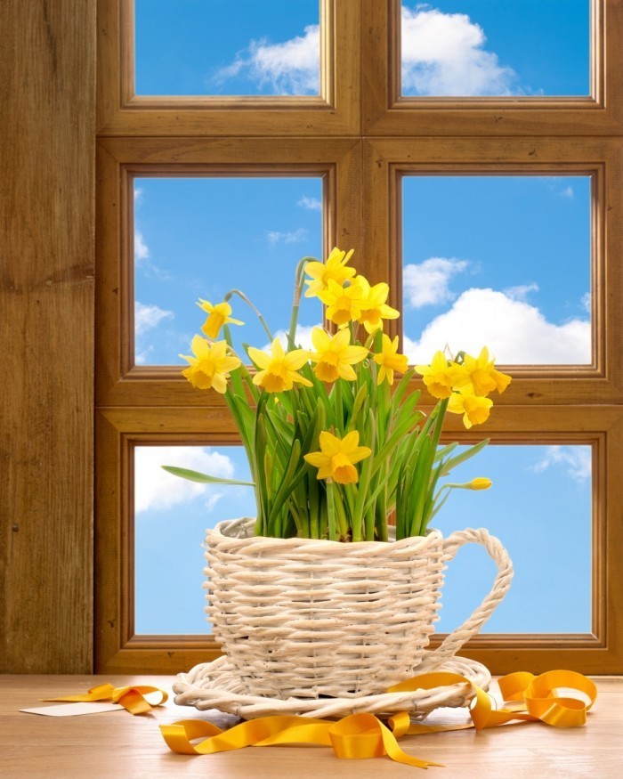 firestock flowers on windows 09092013 700x875 Нарциссы на окне    Daffodils on the window