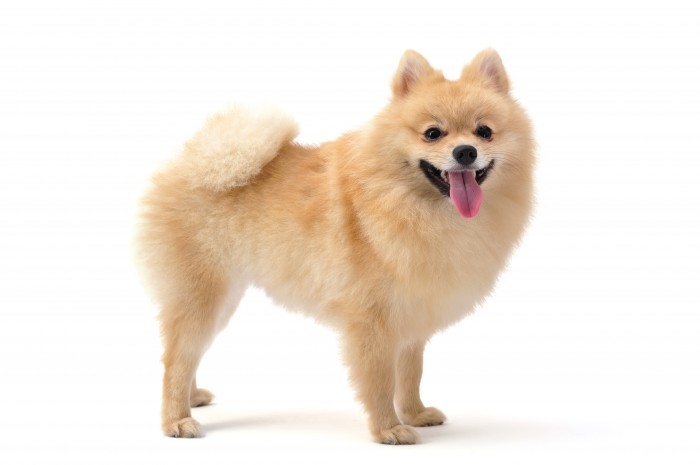 pomeranian Собака   Dog