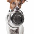 Собака с миской - Dog with bowl