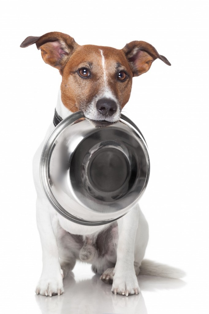 shutterstock 113005285 1 682x1024 Собака  с миской   Dog with bowl