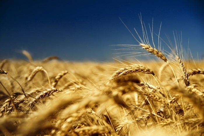 shutterstock 29012992 Пшеничное поле   Wheatfield