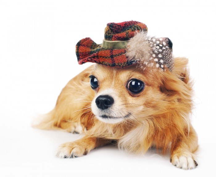 shutterstock 81554065 Собачка в шляпе   Dog in the hat