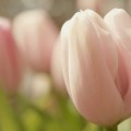 Розовые тюльпаны - Рink Tulips