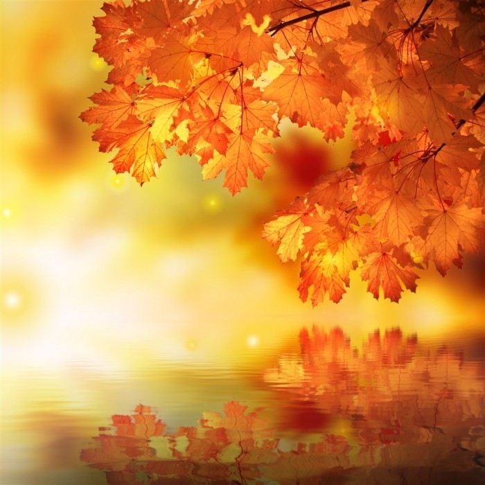 Fotolia 27048560 Subscription XL 700x700 Осенние листья над водой   Autumn leaves over water