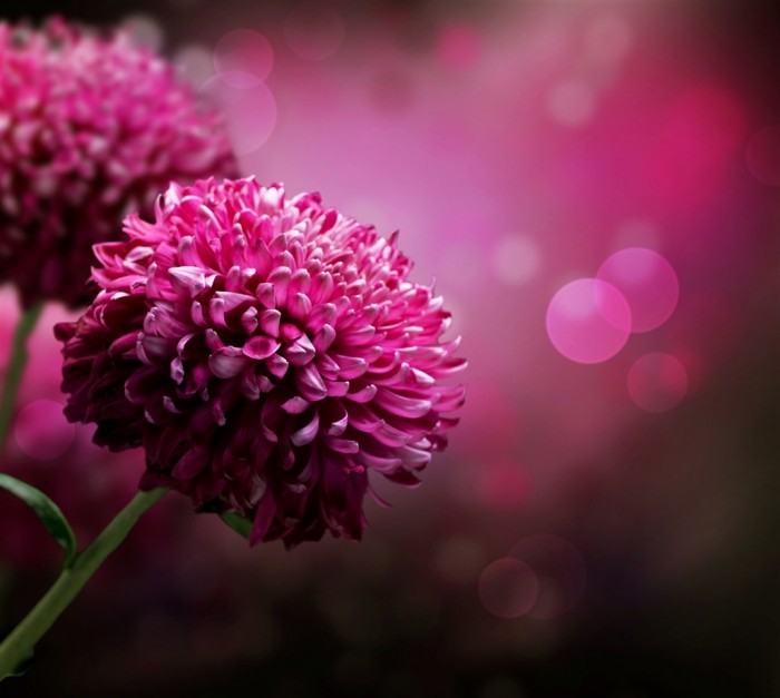 Fotolia 28158442 Subscription XL Сиреневые цветы   Рurple flowers