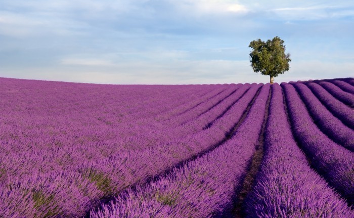 firestock lavanda 04102013 Лавандовое поле   Lavender field