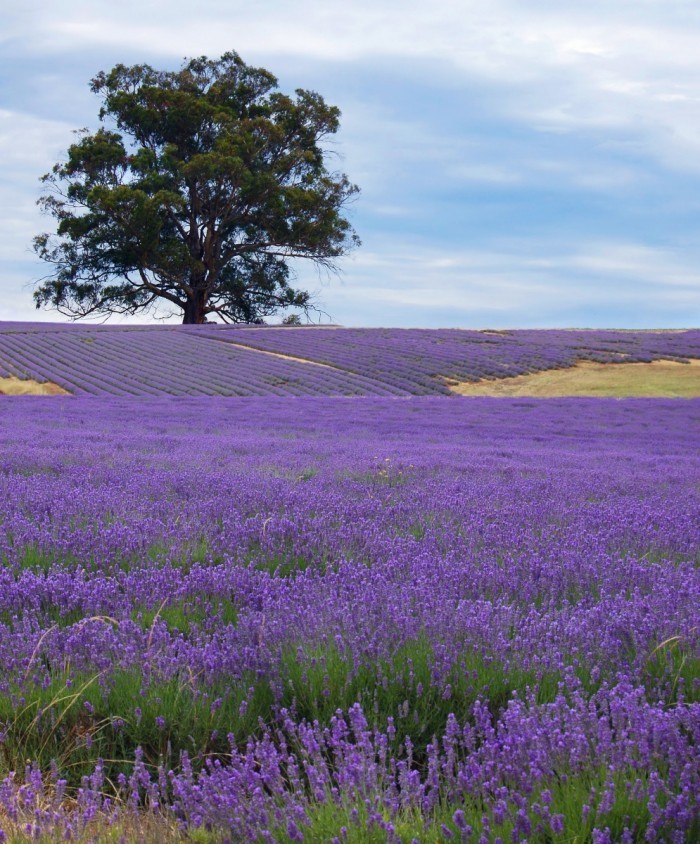 firestock lavanda 08102013 700x844 Лавандовое поле   Lavender field