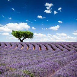 Лавандовое поле - Lavender field