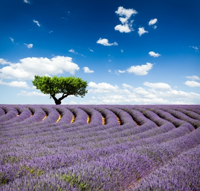 firestock lavanda 28102013 Лавандовое поле   Lavender field