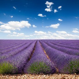 Лавандовая долина - Lavender valley