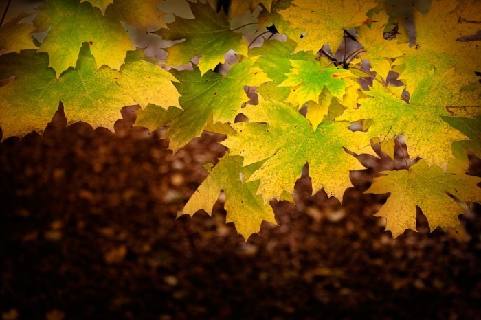 firestock leaves 02102013 Листья клена   Maple Leaves