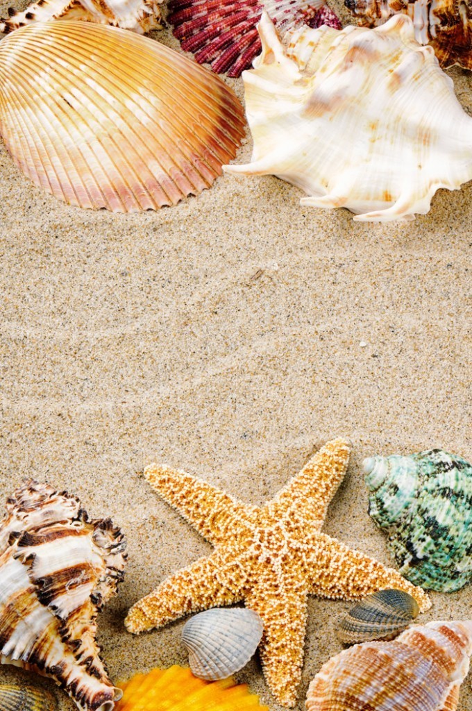 firestock sand star 11102013 680x1024 Песок с ракушками   Sand with shells