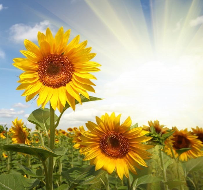 firestock sunflower 10102013 Подсолнухи в поле   Sunflowers in a field