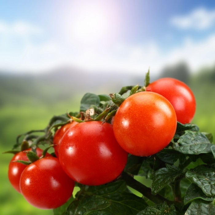 firestock tomate 08102013 700x700 Помидоры на ветке   Tomatoes on a branch