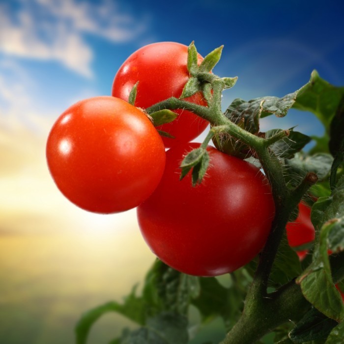 firestock tomate 11102013 700x700 Помидоры на ветке   Tomatoes on a branch