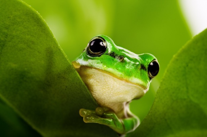 shutterstock 10417243 Лягушка   Frog