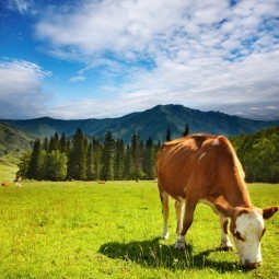 Корова на альпийском лугу - Cow on an alpine meadow