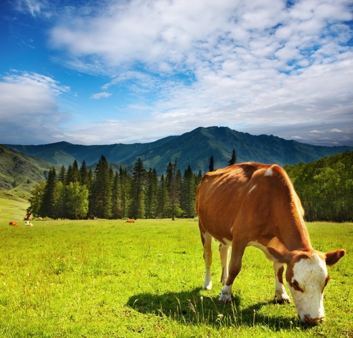 shutterstock 17964805  Корова на альпийском лугу   Cow on an alpine meadow