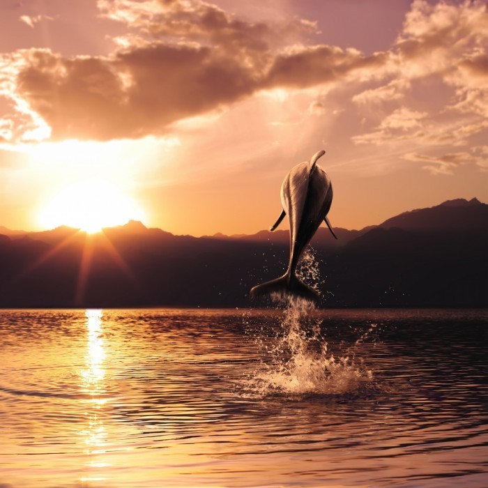 shutterstock 70764313 700x700 Дельфин в закат   Dolphin in the sunset