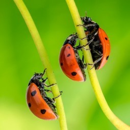 Божьи коровки - Ladybugs