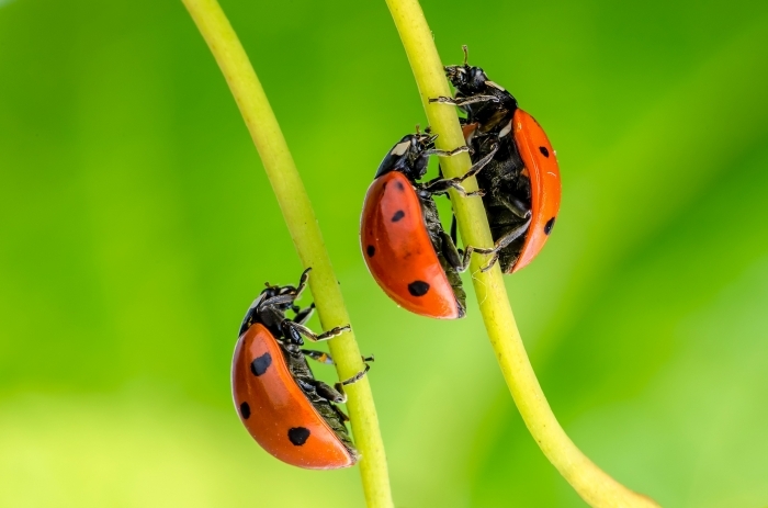 photodune 4091062 ladybug l Божьи коровки   Ladybugs