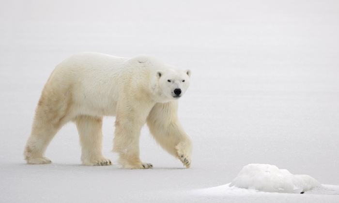 shutterstock 71694334 Белый медведь   Polar bear