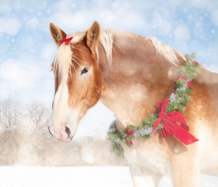 shutterstock 84012682 Лошадь с рождественским венком   Horse with a Christmas wreath