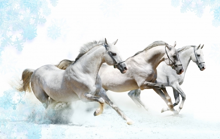 winter horses Белые лошади   White horses