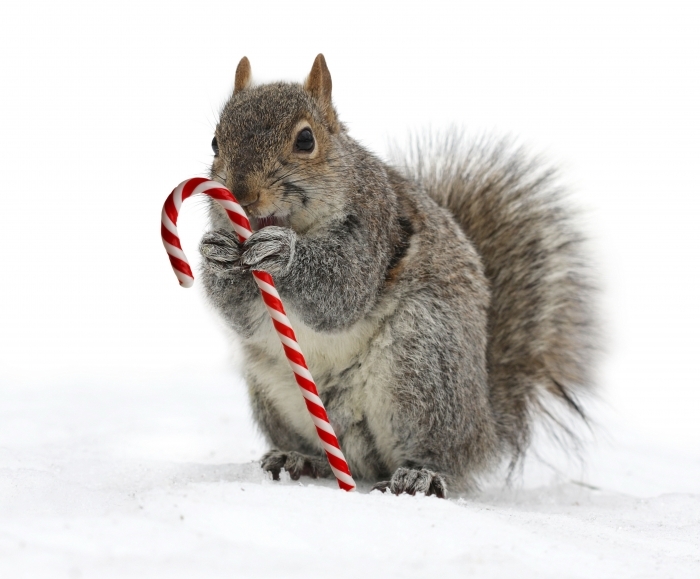 winter squirrel Зимняя белка   Winter squirrel