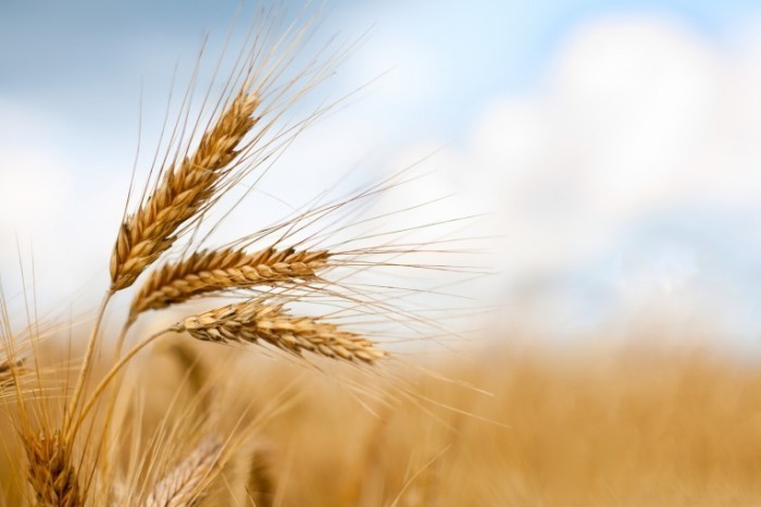 photodune 598931 700x466 Колос пшеницы   Ear of wheat