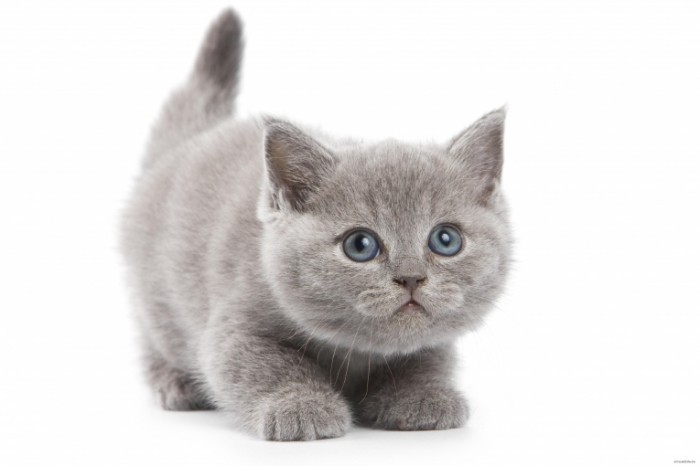 Fotolia 14485377 Subscription XL 700x466 Котенок   Kitten