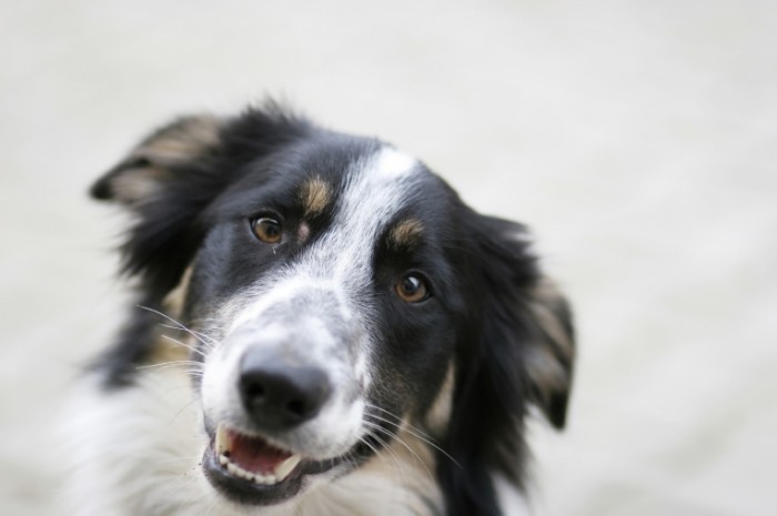 border collies for sale 700x465 Собака   Dog