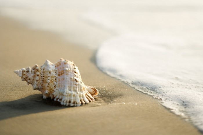 fotolia 2985024 m 700x466 Ракушка на берегу   Shell on the shore